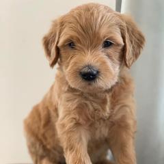 Goldendoodles from Galena Goldendoodles