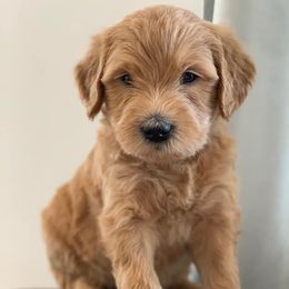 Goldendoodles from Galena Goldendoodles