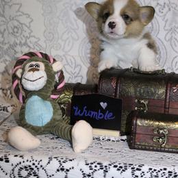 Pembroke Welsh Corgi Puppies from Rhone River Farm Pembroke Welsh Corgis