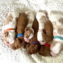 Cavapoo Puppies from Heritage Home Cavapoos