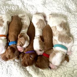Cavapoo Puppies from Heritage Home Cavapoos