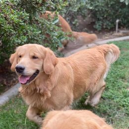 Golden Retriever All Grown Up from Trisha Ferris' Golden Retrievers