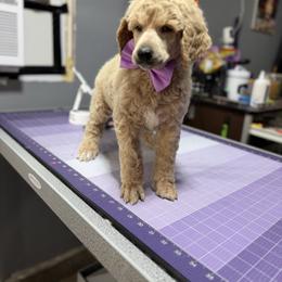 Boy 4 - Apricot male Poodle puppy in Upper Marlboro, Maryland from CURLS KENNEL