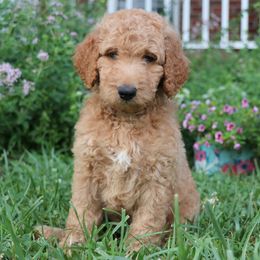 Goldendoodle Puppies from Carolina Doodle Puppies