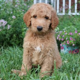 Goldendoodle Puppies from Carolina Doodle Puppies