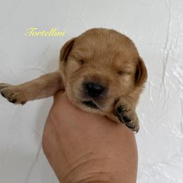 Tortellini - Yellow male Labrador Retriever puppy in Tomahawk, Wisconsin from Mahner Labs