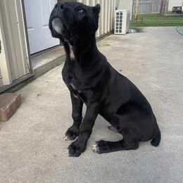 Cane Corso Puppies from Bayou Cane Corso
