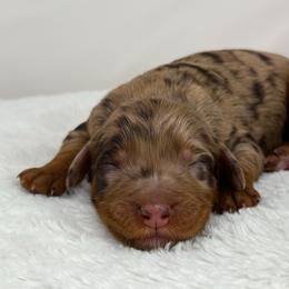 Latte - Chocolate merle female Bernedoodle puppy in Fleming, Colorado from Vandenbark Doodles
