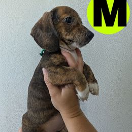 4 Nimbus - Brindle male Dachshund puppy in Central Point, Oregon from MRS Long Dog Ranch