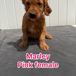 Pink Marley - Golden female Golden Retriever puppy in Salt Lake City, Utah from Soaring golden retrievers