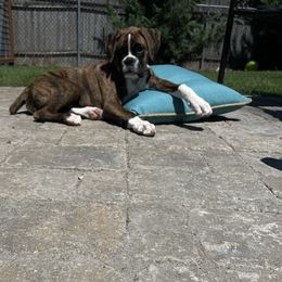 Boxer Puppies from Von Royal Dell'Infinite Bellissimo Deutscher