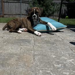 Boxer Puppies from Von Royal Dell'Infinite Bellissimo Deutscher