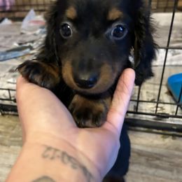 Dachshund Puppies from KT Canines, LLC