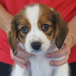 Hannie - Nederlandse Kooikerhondje