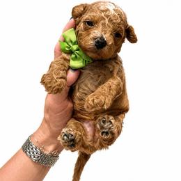 Buzz - Red  male Goldendoodle puppy in Hot Springs, Arkansas from Hot Springs Kennels