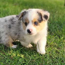 Boy 1 - Blue merle and white male American Corgi puppy in Portland, North Dakota from Sliding stop corgis
