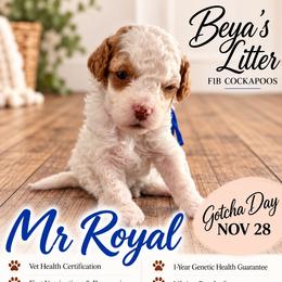 Mr Royal - Buff and white male Cockapoo puppy in Tampa, Florida from Mary Puppins