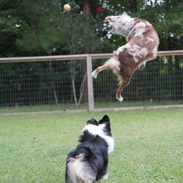 Australian Shepherds from Beaver Dam Mini Aussies