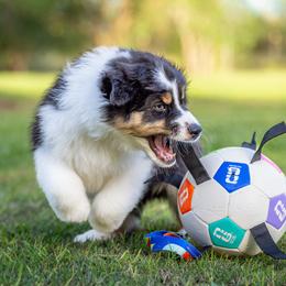 Ace - Lime Boy - Black tri-color male Australian Shepherd puppy in Victoria, Texas from Rocking Diamond/Point Break