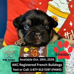 Sheldon - Tricolors male French Bulldog puppy in Michigan from Fur Baby Farms
