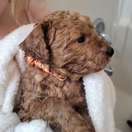 Goldendoodle Puppies from 3 Willows Goldendoodles