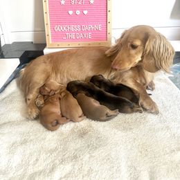 Dachshund Puppies from Duchess Daphne's Doxie Empire