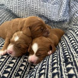 Cavapoo puppies from The Mexican Clan...