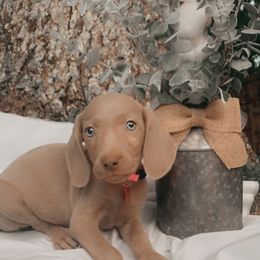 Weimaraner Puppies from North Georgia Weims