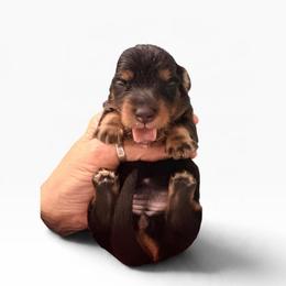 Black and Tan Female - Black and tan female Dachshund puppy in Medina, Ohio from STORIED DOXIES