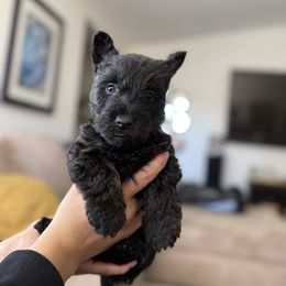 Scottish Terrier Puppies from Santas Scotties