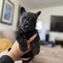 Scottish Terrier Puppies from Santas Scotties