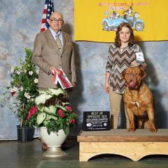 Dogue de Bordeaux puppies from Blue Horizons Bordeaux