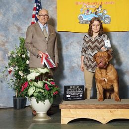 Dogue de Bordeaux puppies from Blue Horizons Bordeaux