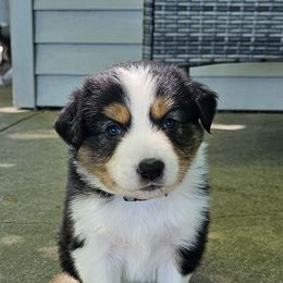 Cypress - Tri-color male Border Collie puppy in Cedar Springs, Michigan from Lyncroft Border Collies