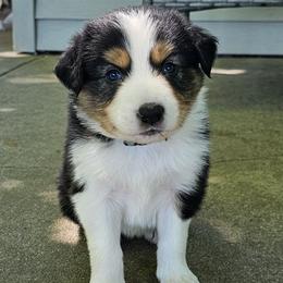 Cypress - Tri-color male Border Collie puppy in Cedar Springs, Michigan from Lyncroft Border Collies