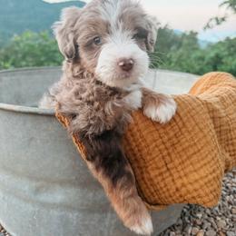 Sunny - female Australian Mountain Doodle puppy in Tryon, North Carolina from Melrose Mountain Farm