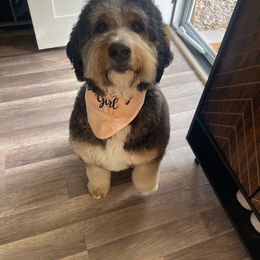 Harlow - Bernedoodle