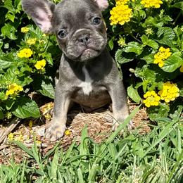 Rubble - Blue male French Bulldog puppy in Wichita, Kansas from Let's keep it frenchie!
