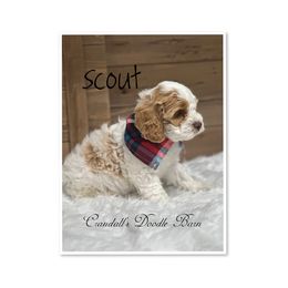 Scout - Buff and white male Cockapoo puppy in Payson, Utah from Crandall’s Doodle Barn