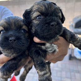 Shih Tzu Puppies from Riley Family Kennel