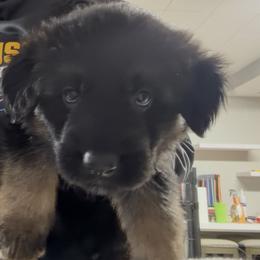 Boy 2 - Red Collar - Black and red male German Shepherd puppy in Valley Springs, South Dakota from Von Pasch German Shepherds