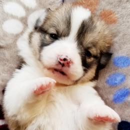 American Corgi and Pembroke Welsh Corgi Puppies from Whimsical Treasure Corgis