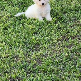 Boy 1 - White male Bichon Frise puppy in Selma, North Carolina from Havenkennels