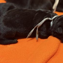 Grey-Ichabod - Black and tan male German Shepherd puppy in Medical Lake, Washington from Nine Realms German Shepherds