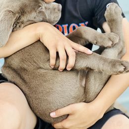 Dilute Retriever and Labrador Retriever Puppies from Hedge Lane Labradors