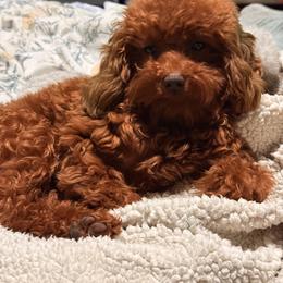 Pepo - Shihpoo