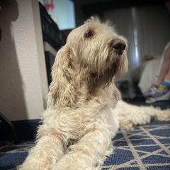 Olive - Spinone Italiano