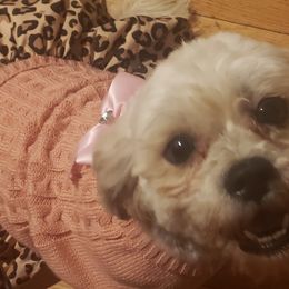 Shih Tzus from Michelle Gayden's Shih Tzu Puppies