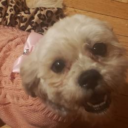 Shih Tzus from Michelle Gayden's Shih Tzu Puppies
