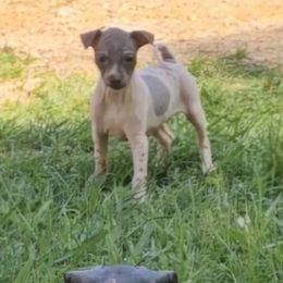 Chocolate and Tan Pied Female - White and chocolate American Hairless Terrier puppy in Alabama from Flipside